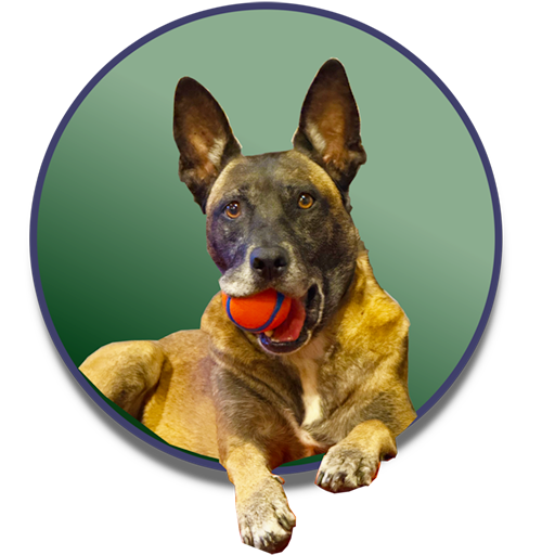 Lily, the Atwood family dog, smiling with a ball